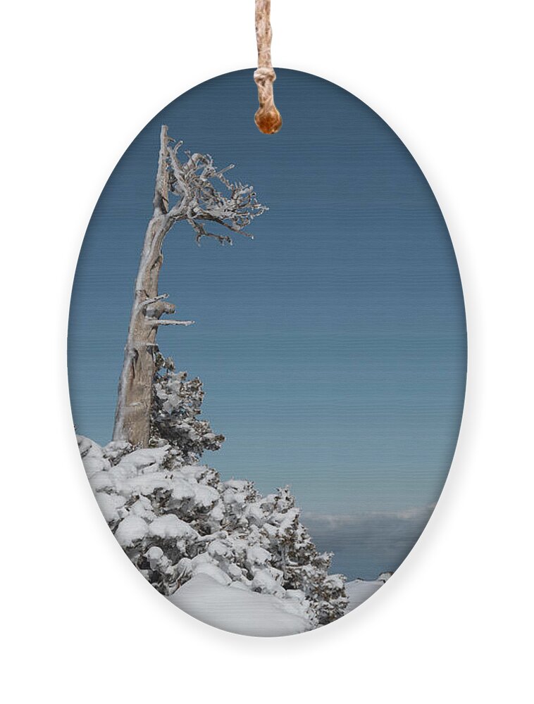 Single Tree Ornament featuring the photograph Winter landscape in snowy mountains. frozen snowy lonely fir trees against blue sky. by Michalakis Ppalis