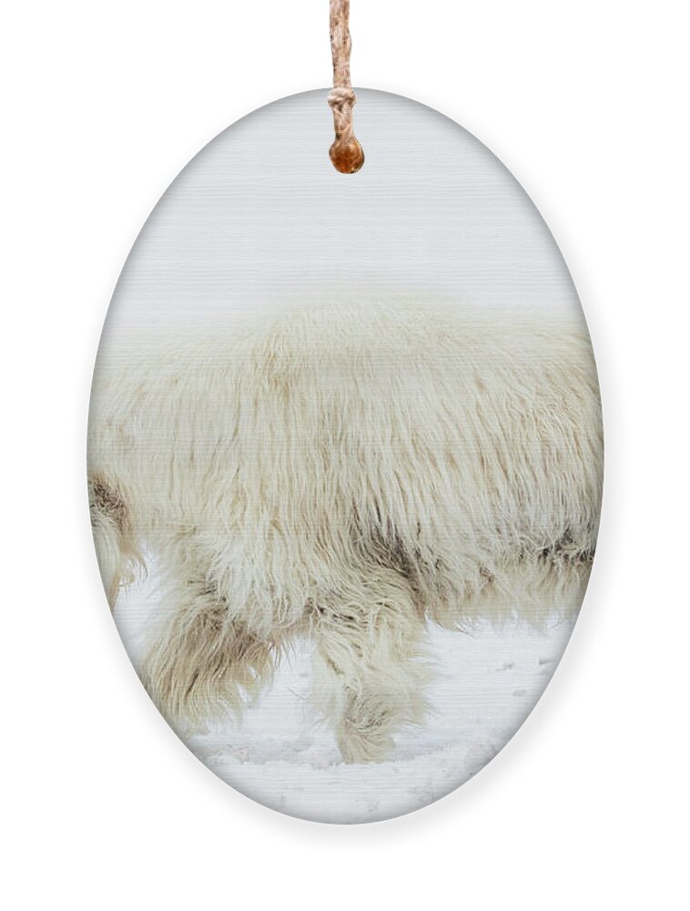 Mountain Goat Ornament featuring the photograph Winter Mountain Goat by Wesley Aston