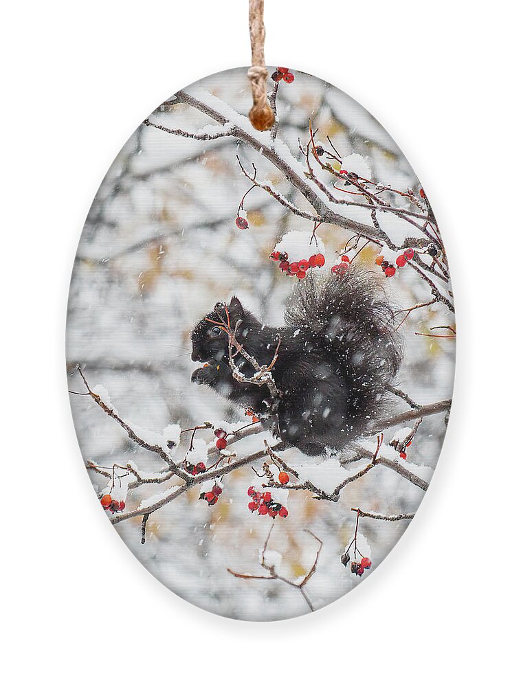 Squrriel Ornament featuring the photograph Winter Treats by Charline Xia