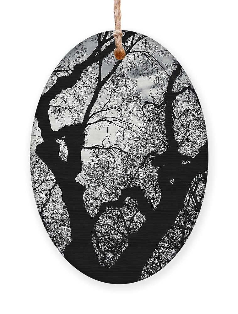 Battery Park Ornament featuring the photograph Winter Tree Sillhouette by Cate Franklyn