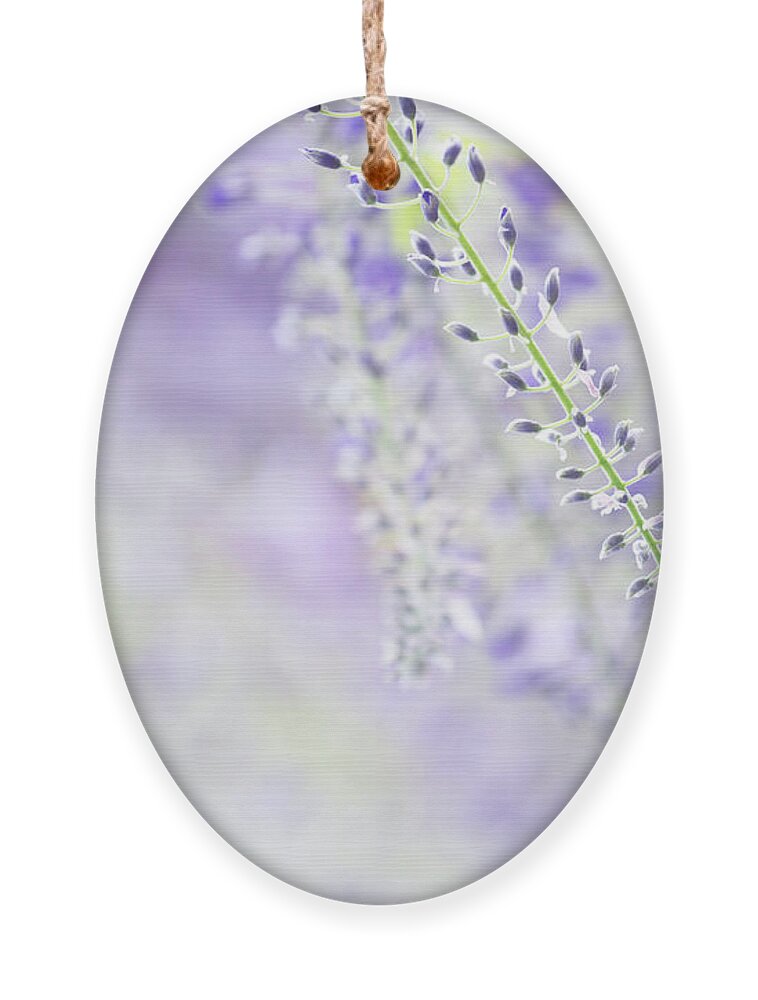 Jenny Rainbow Fine Art Photography Ornament featuring the photograph Wisteria Hysteria - Lightness of Being 1 by Jenny Rainbow