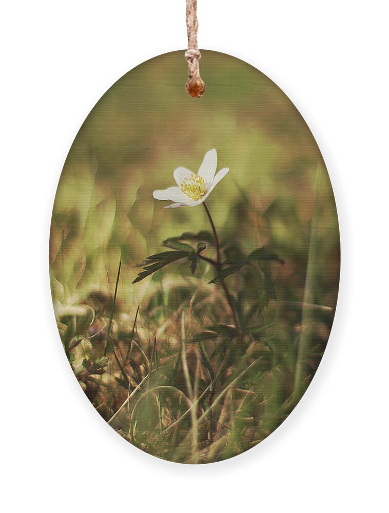 Wood Anemone Ornament featuring the photograph Wood Anemone a Spring Wildflower by Sannel Larson