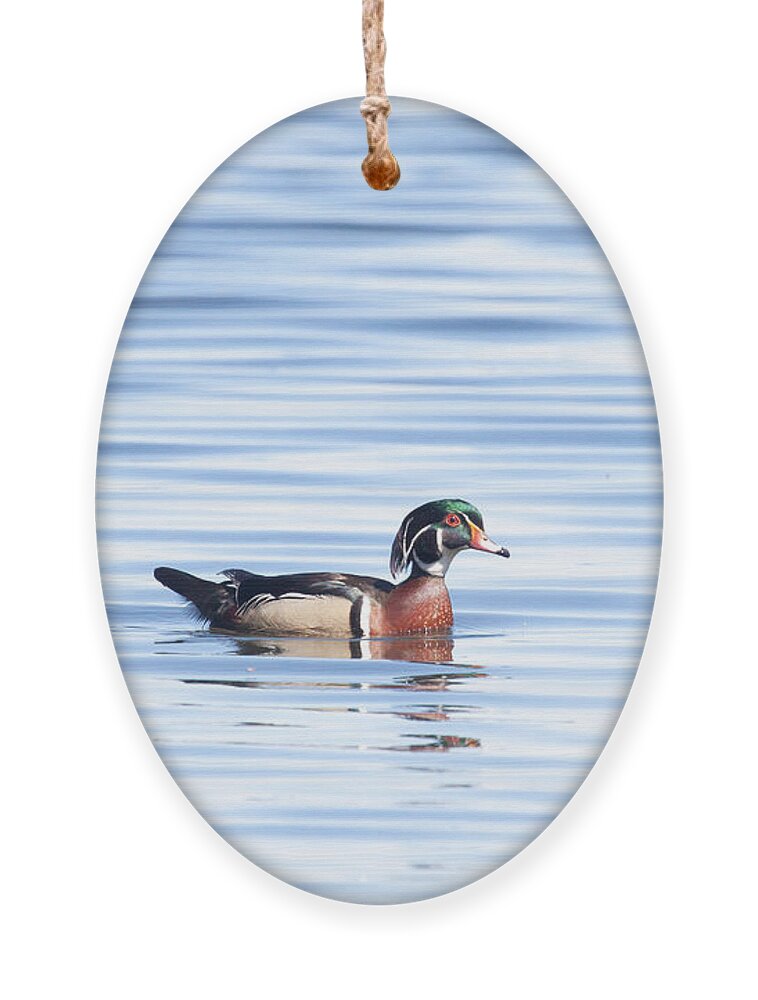 Wood Duck Ornament featuring the photograph Wood Duck Blues by Jayne Carney