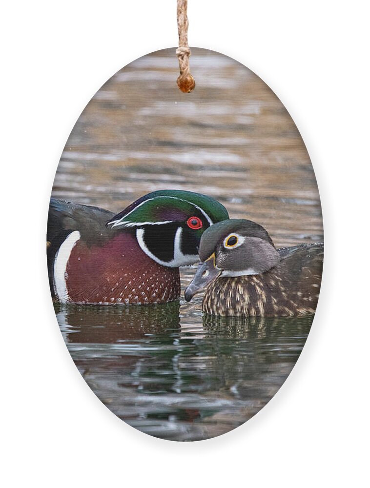 Wood Ducks Ornament featuring the photograph Wood Duck Pair by Wesley Aston