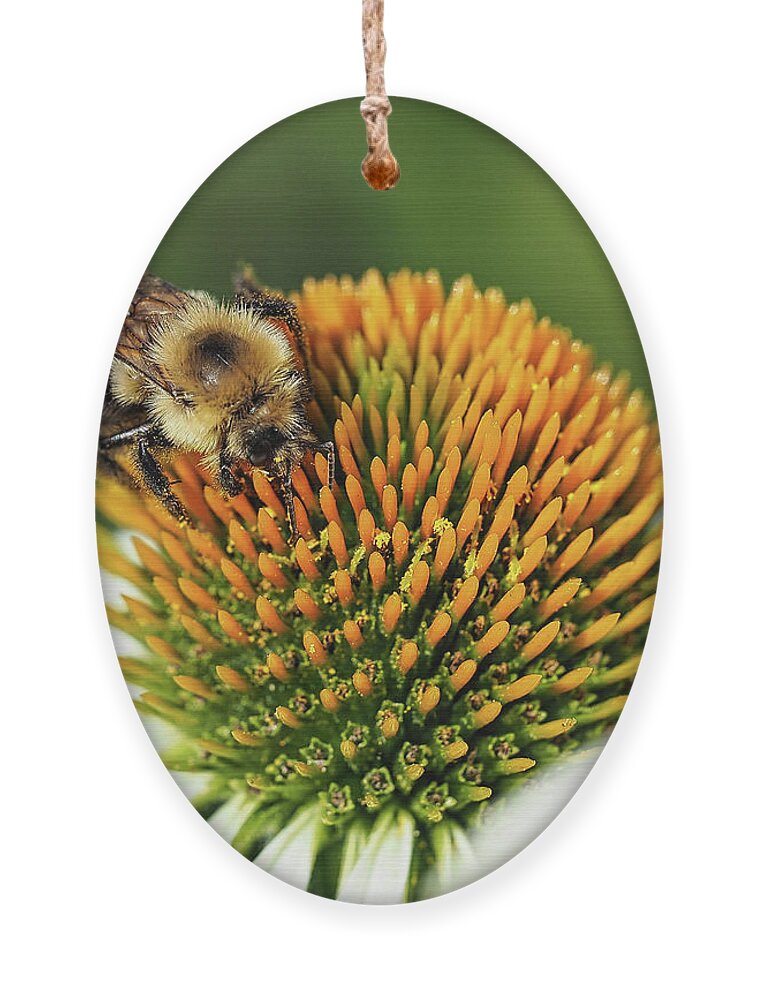 Bee Ornament featuring the photograph Working Bee III by Scott Olsen