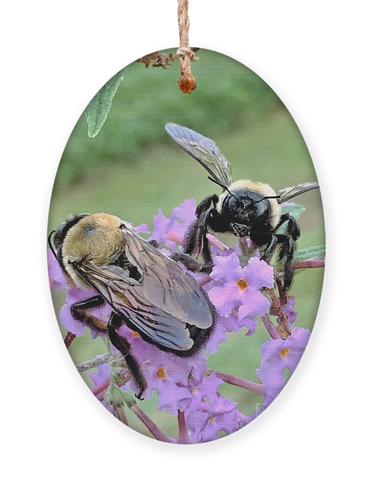 Bumble Bee Ornament featuring the photograph Working Bees by Merle Grenz