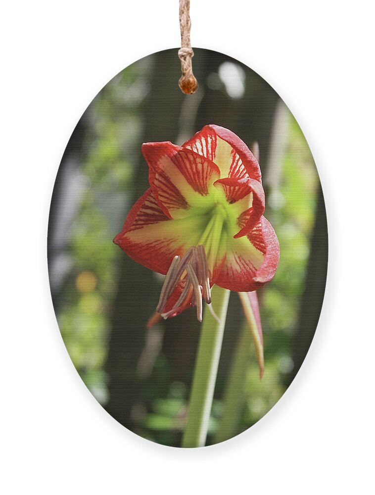  Ornament featuring the photograph Yellow and Red Amaryllis by Heather E Harman