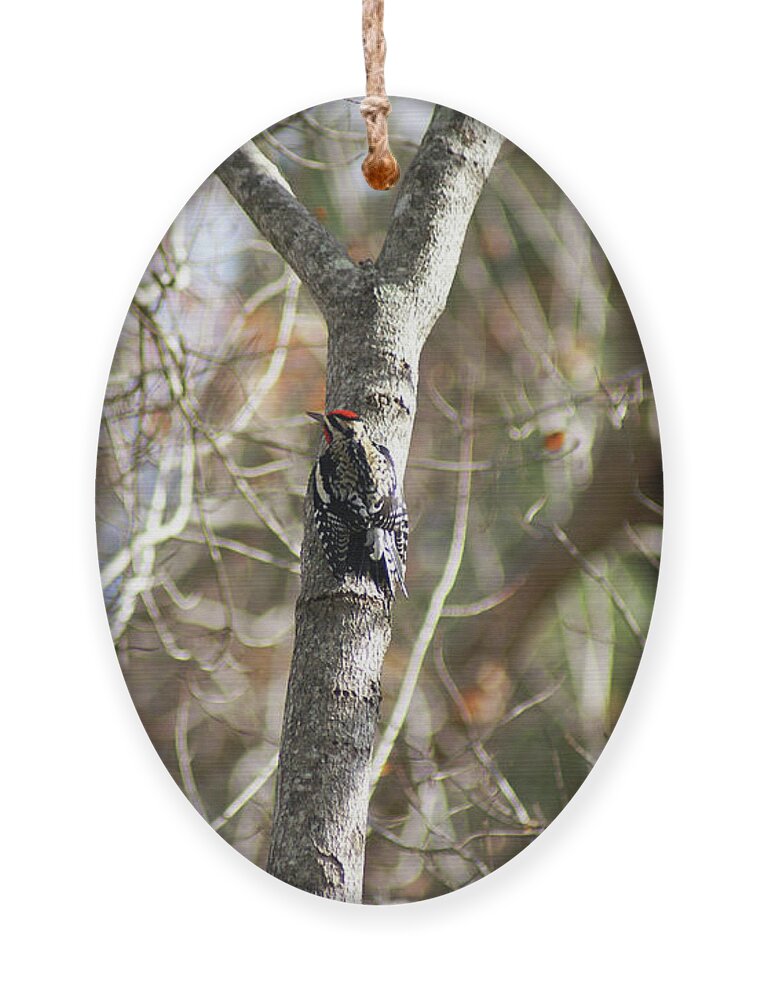  Ornament featuring the photograph Yellow-bellied Sapsucker by Heather E Harman