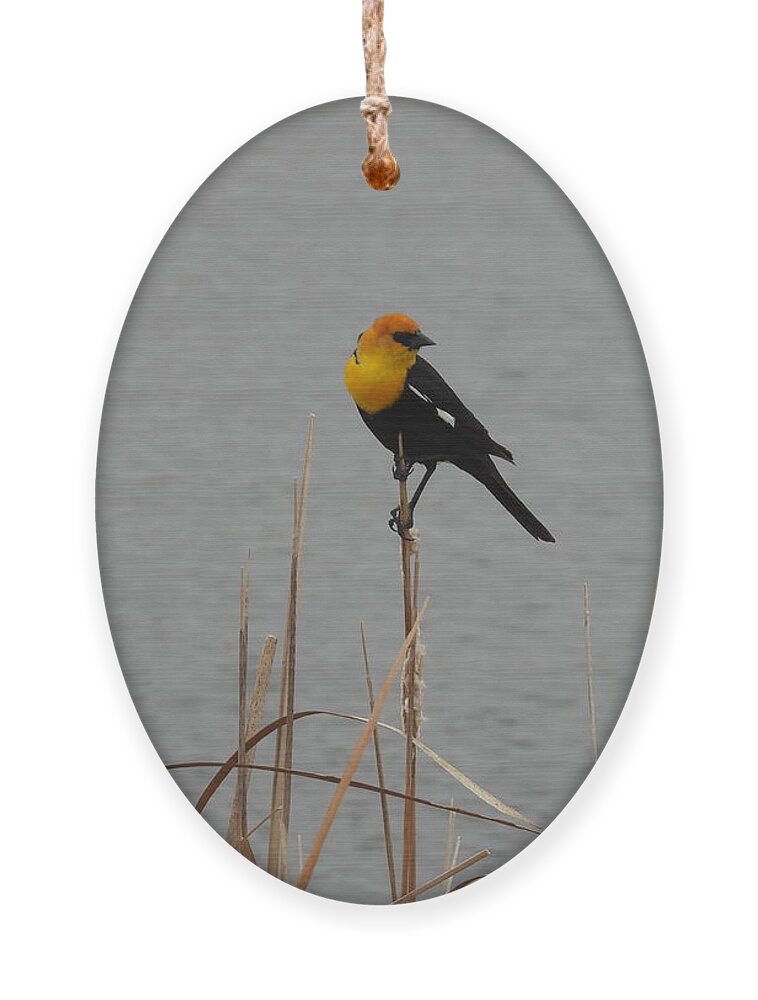 Black Bird Ornament featuring the photograph Yellow Headed Black Bird 2 by Amanda R Wright