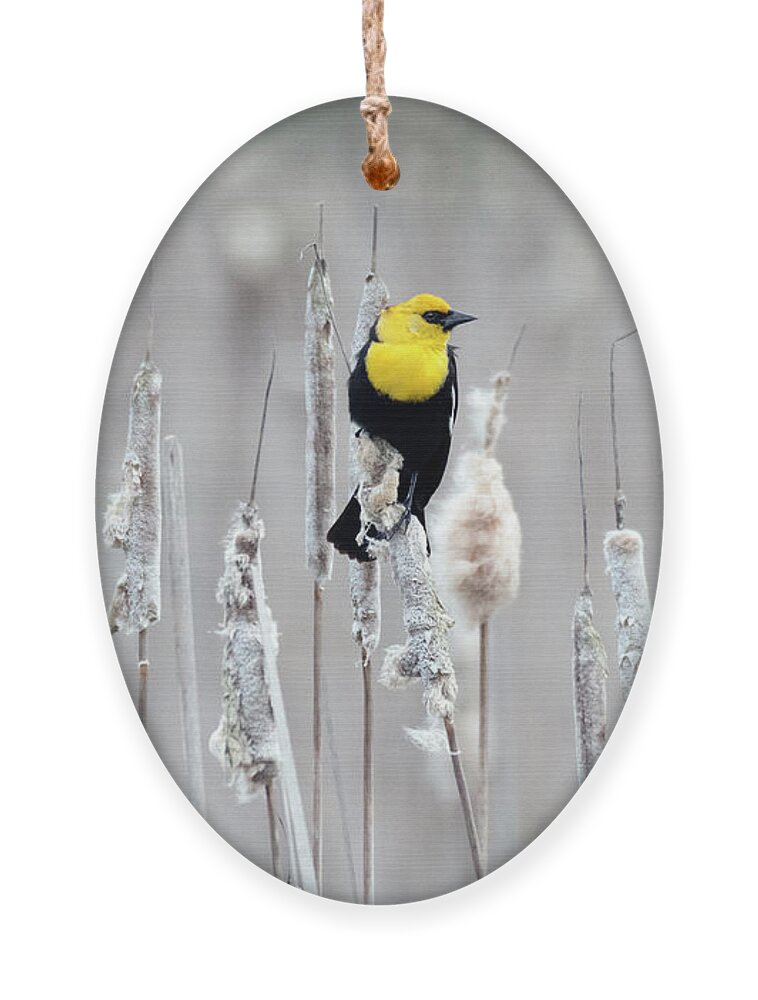 Washington Ornament featuring the photograph Yellow-headed Blackbird by Kristine Anderson