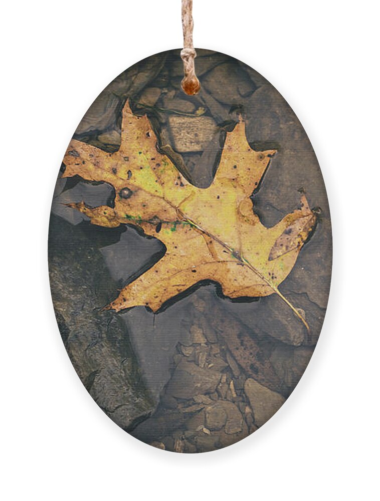 Oak Ornament featuring the photograph Yellow Leaf Floating Above Stones by Jason Fink