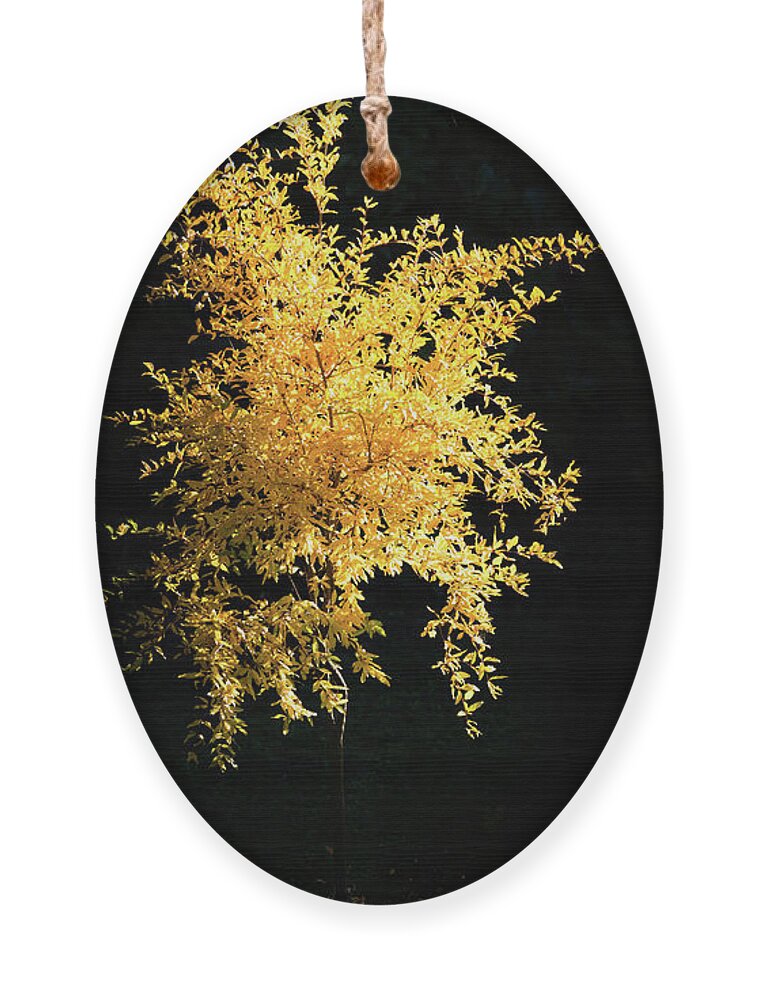 Agriculture Ornament featuring the photograph Yellow pomegranate tree on a dark background. by Jean-Luc Farges