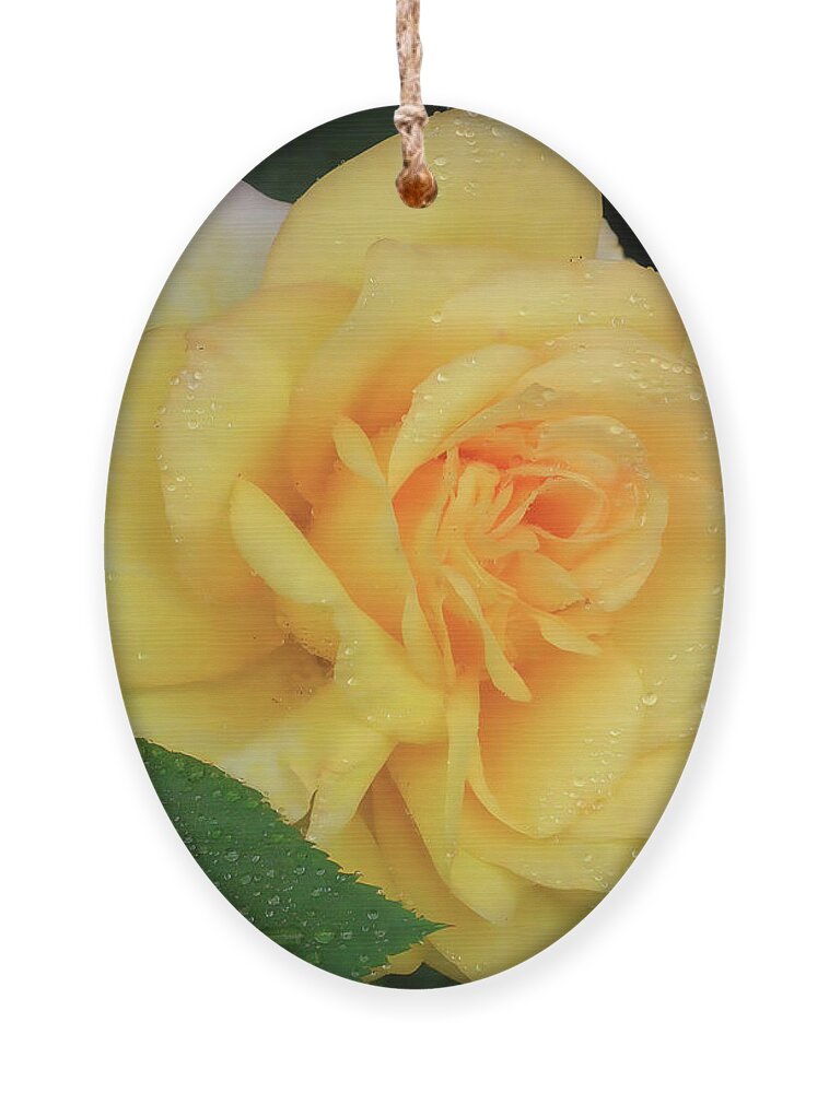 Roses Ornament featuring the photograph Yellow Rose Bloom by Scott Cameron