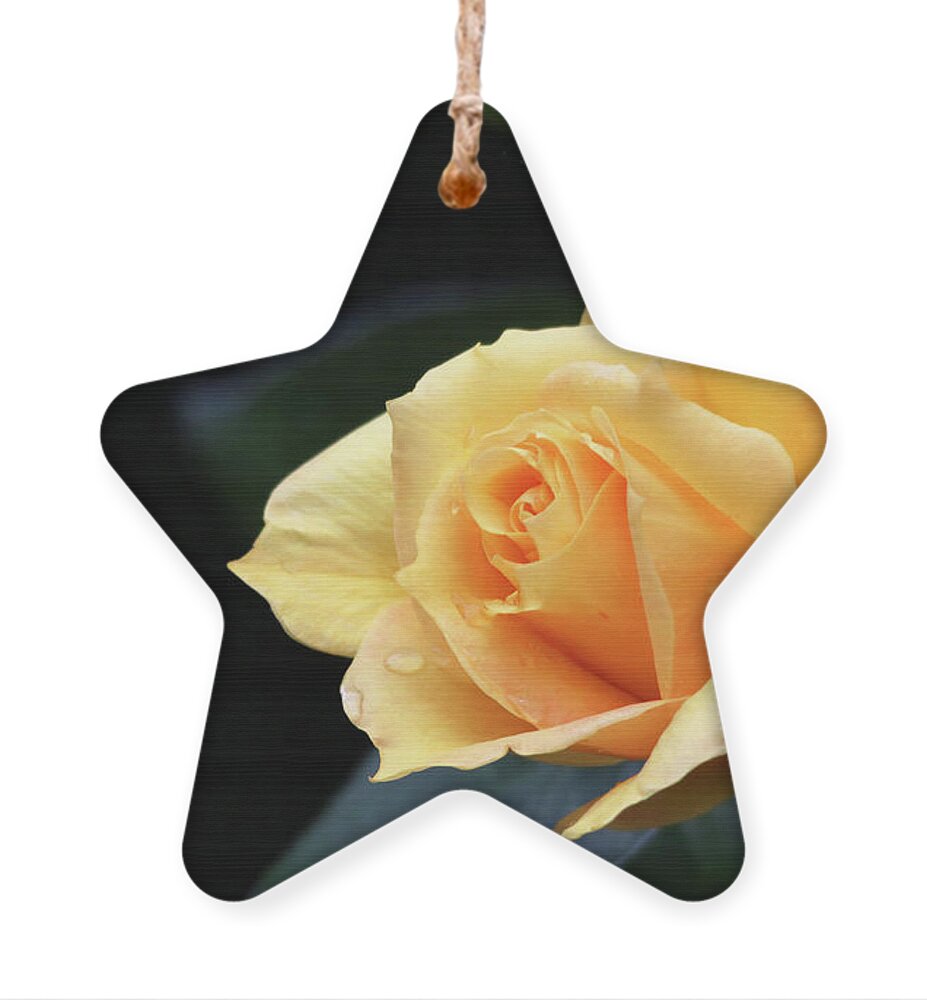 Flowers Ornament featuring the photograph Yellow Rose by Trina Ansel