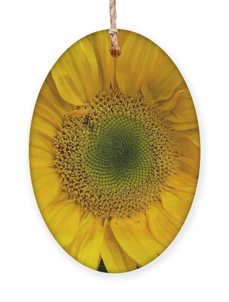 Sunflower Ornament featuring the photograph Yellow Sunflower by Lisa Pearlman