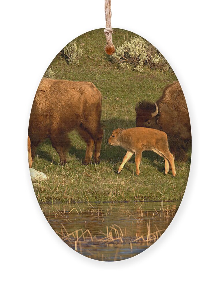 Yellowstone Ornament featuring the photograph Yellowstone Bison Red Dog Season by Adam Jewell