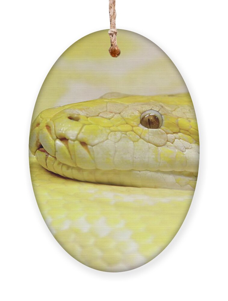 Python Ornament featuring the photograph Yesssss Yellow by Lens Art Photography By Larry Trager