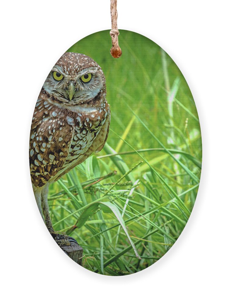 Burrowing Owl Ornament featuring the photograph You Lookin' At Me? by Debra Kewley