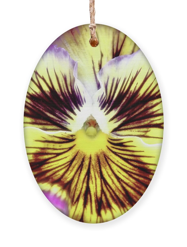 Floral Ornament featuring the photograph You Pansy by Lens Art Photography By Larry Trager