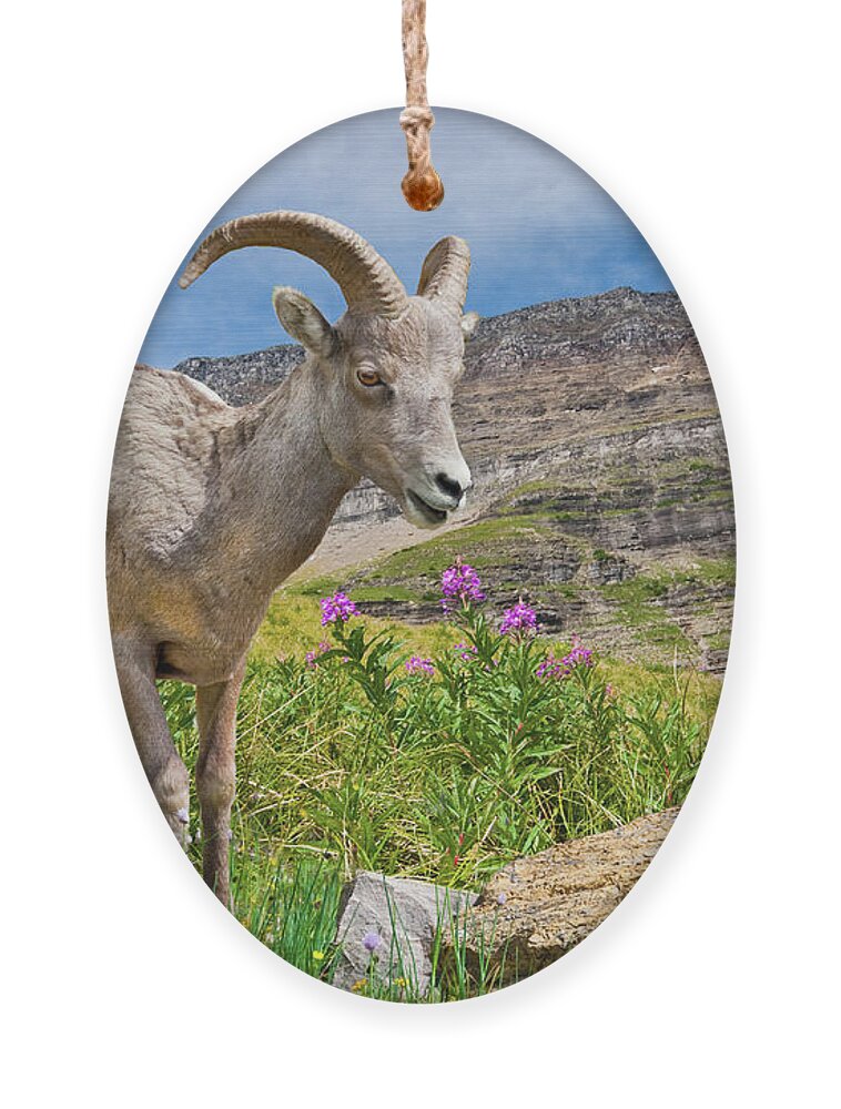 Animal Ornament featuring the photograph Young Bighorn Ram in a Meadow by Jeff Goulden