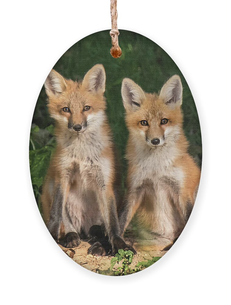 Fox Ornament featuring the photograph Young Fox in the Wild by Edward Shotwell