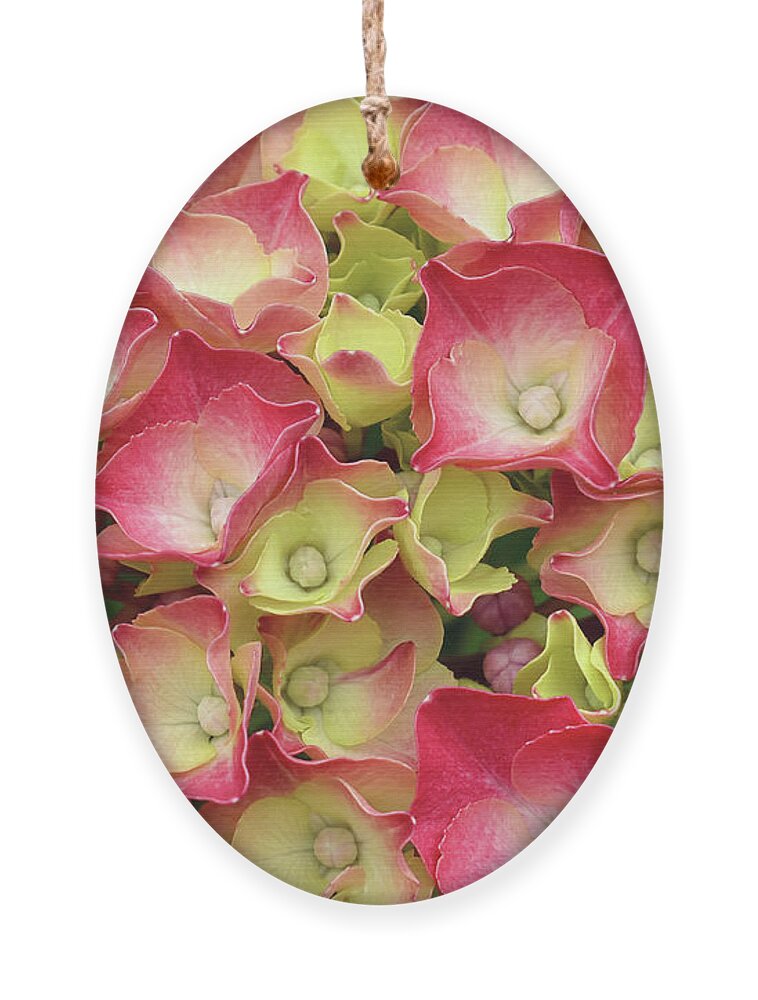 Hydrangea Ornament featuring the photograph Young French Hydrangea by Maria Meester