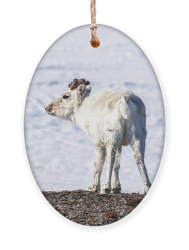 Svalbard Ornament featuring the photograph Young reindeer stands in the snowy landscape of Svalbard by Jane Rix