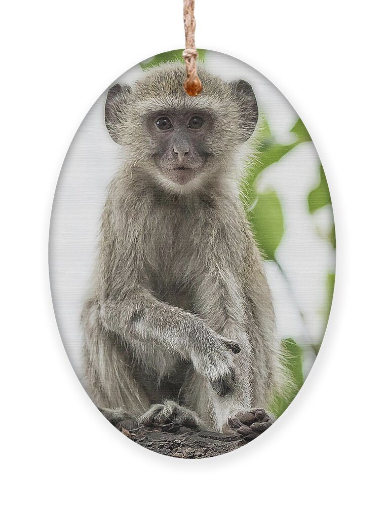 Vervet Monkey Ornament featuring the photograph Young Vervet Monkey Pausing to Look At Me, No. 2 by Belinda Greb