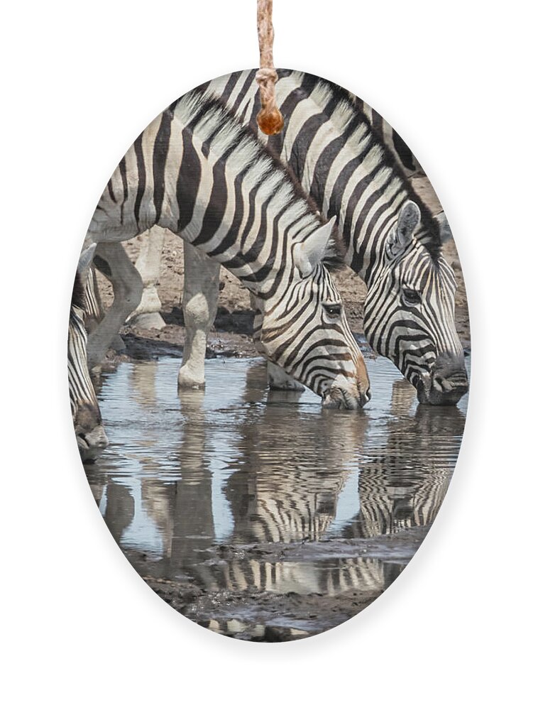 Plains Zebra Ornament featuring the photograph Zebras at Chudob Waterhole by Belinda Greb