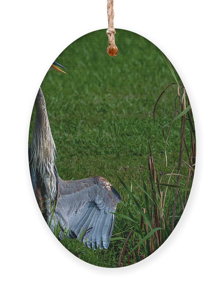 Animals Ornament featuring the photograph Zen Heron by Brian Shoemaker