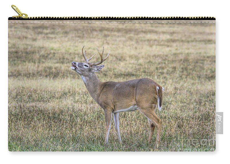 Deer Zip Pouch featuring the photograph Crooning Buck by Barbara Bowen