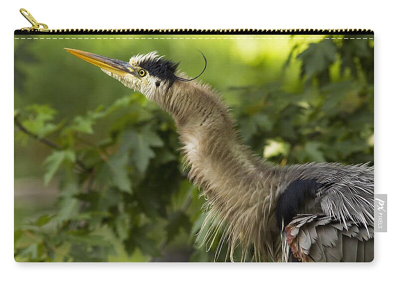 Grey Zip Pouch featuring the photograph Heron in Breeding Plumage by Mircea Costina Photography
