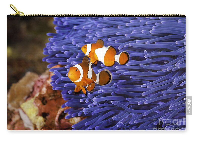  Anemone Zip Pouch featuring the photograph Ocellaris Clownfish by Anthony Totah