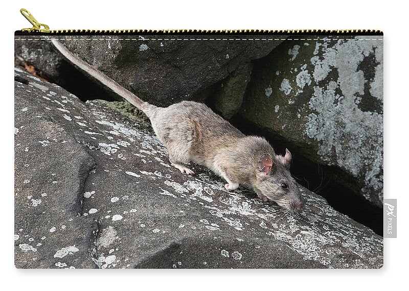 Allegheny Woodrat Zip Pouch featuring the photograph Allegheny Woodrat Neotoma Magister by David Kenny
