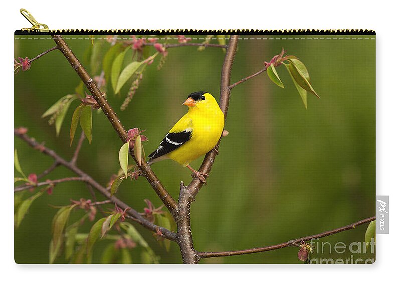 American Goldfinch Zip Pouch featuring the photograph American Goldfinch Carduelis Tristis #1 by Linda Freshwaters Arndt