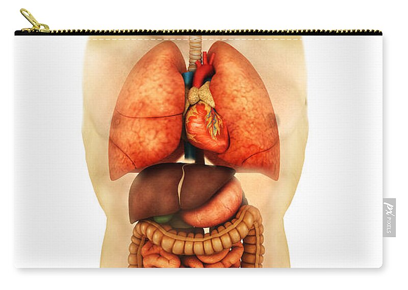 Anatomy Of Human Body Showing Whole #1 Zip Pouch by Stocktrek