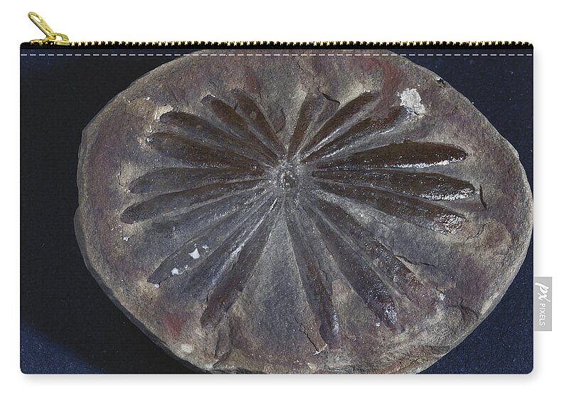 Annularia Zip Pouch featuring the photograph Annularia Fossil #1 by Louise K. Broman