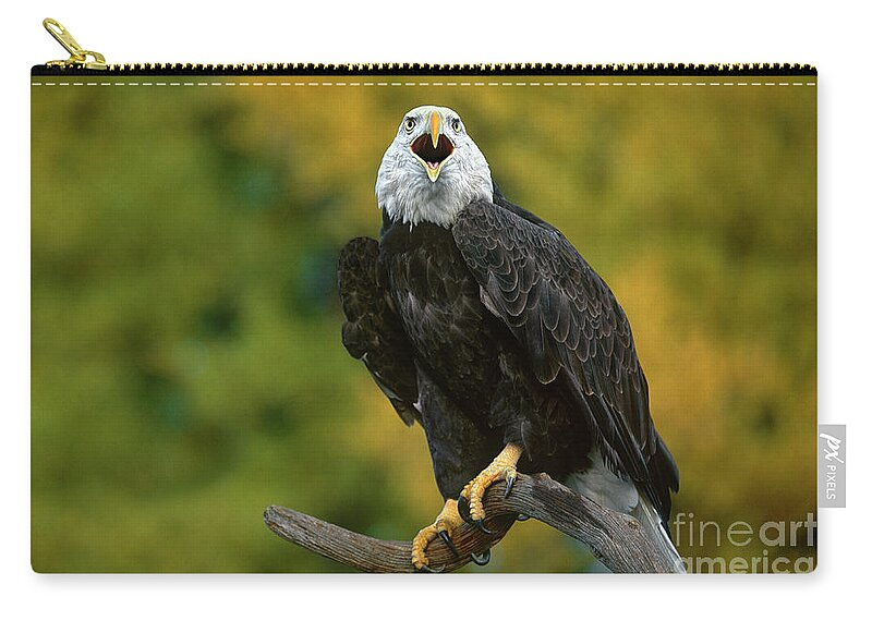 Dave Welling Zip Pouch featuring the photograph Bald Eagle Hailaeetus Leucocephalus Wildlife Rescue #1 by Dave Welling