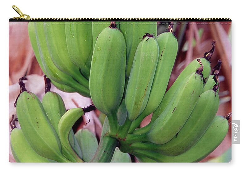 Banana Zip Pouch featuring the photograph Bananas Growing On Stalk #1 by Millard H. Sharp