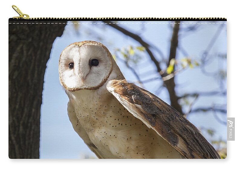 Alba Zip Pouch featuring the photograph Barn Owl #1 by Jack R Perry