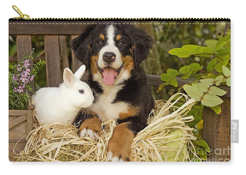 Bernese Mountain Dog Zip Pouch featuring the photograph Bernese Mountain Puppy And Rabbit #1 by Jean-Michel Labat