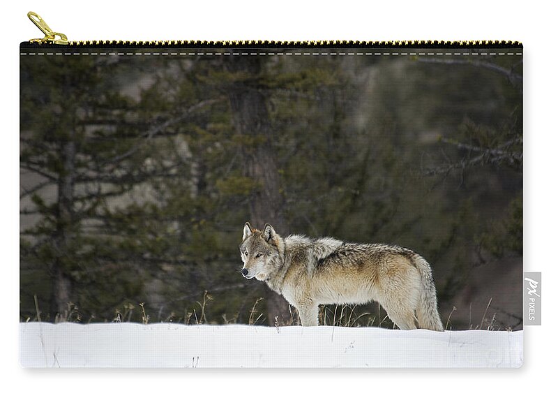 Gray Wolf Zip Pouch featuring the photograph Big Brown #1 by Deby Dixon