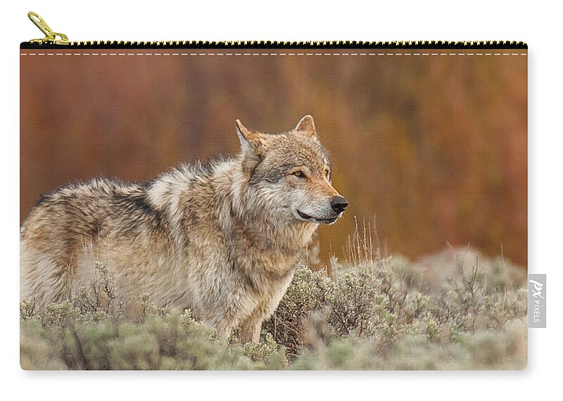 Wolf Zip Pouch featuring the photograph Blacktail Survey #1 by Kevin Dietrich