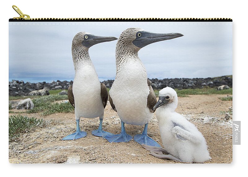 531702 Zip Pouch featuring the photograph Blue-footed Boobies With Chicks At Nest #1 by Tui De Roy
