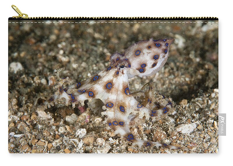 Blue Ringed Octopus Zip Pouch featuring the photograph Blue Ringed Octopus #1 by Andrew J. Martinez
