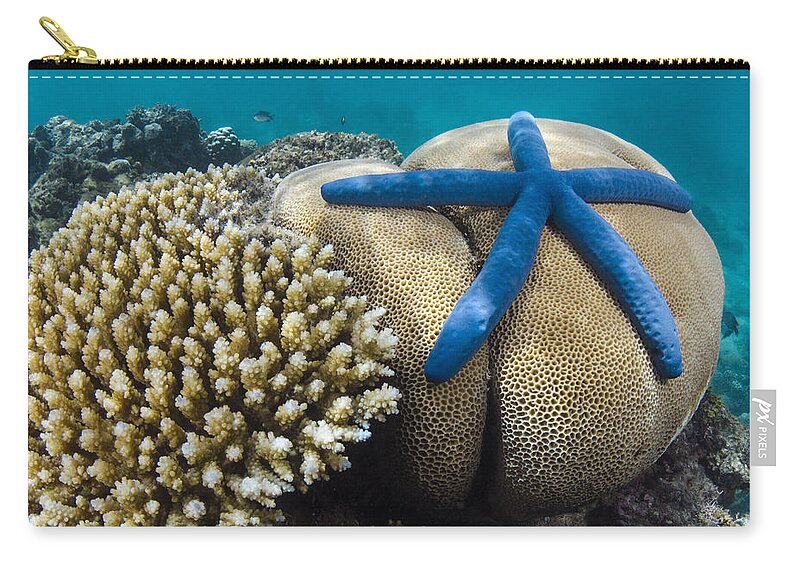 Pete Oxford Zip Pouch featuring the photograph Blue Sea Star On Coral Reef Fiji by Pete Oxford