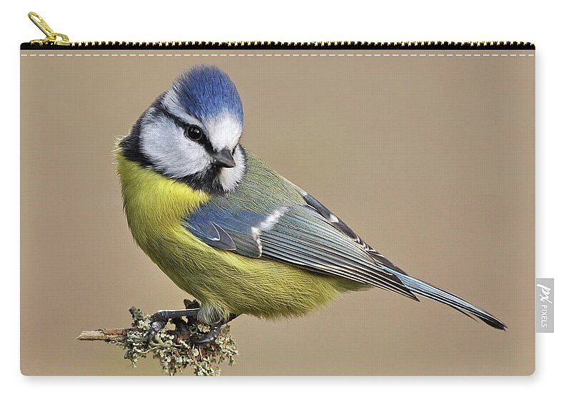 Animal Themes Zip Pouch featuring the photograph Blue Tit #1 by Robert Trevis-smith