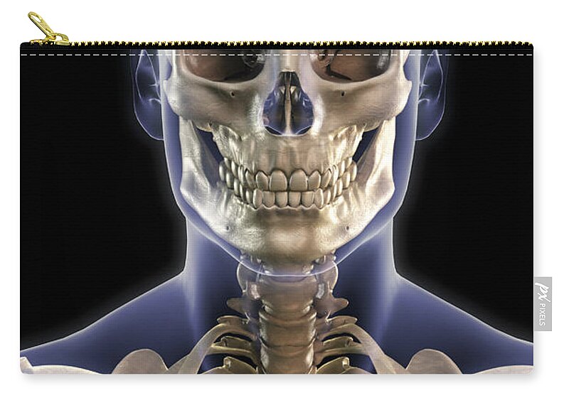 Skeleton Zip Pouch featuring the photograph Bones Of The Head And Upper Thorax #1 by Science Picture Co