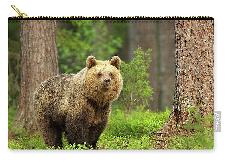 Brown Bear Zip Pouch featuring the photograph Brown Bear Walking Through Forest #1 by David Fettes
