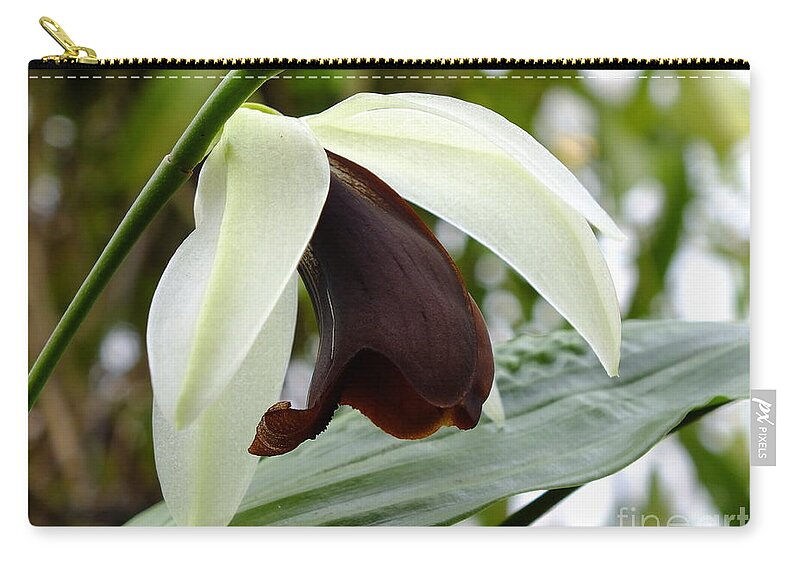 Orchid Zip Pouch featuring the photograph Brown Beauty #1 by Yenni Harrison